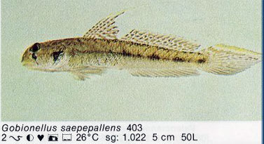 Gobionellus saepepallens